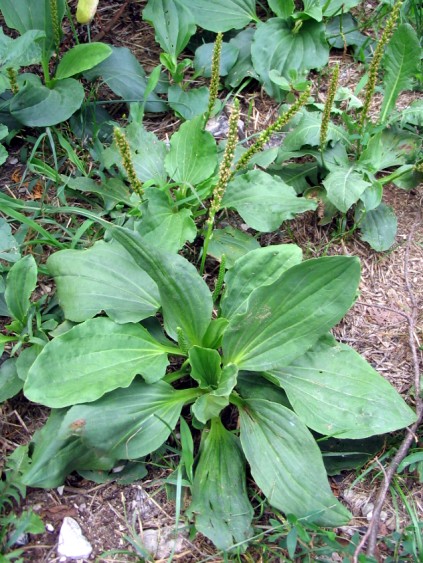 Plantago major / Piantaggine maggiore